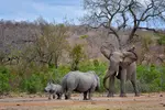 White Rhino with calf having a standoff with an Elephant at a waterhole in the Kruger National Park 