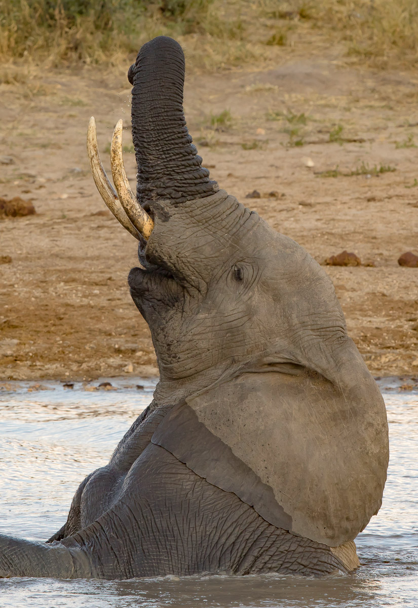 Elephant enjoying a bath in a dam in the Kruger Park