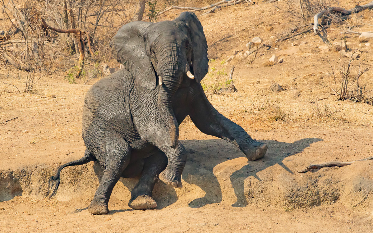 An elephant posing for a photograph, taken near Balule Camp in the Kruget Park