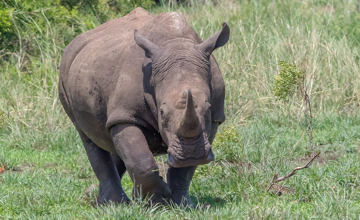 White Rhino walking towards the camera, taken in the Kruger National Park