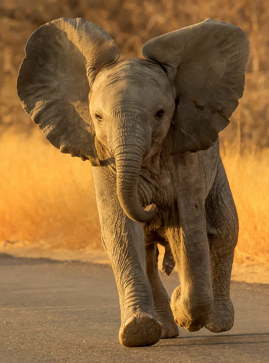 Baby Elephant running on the H7 between Orpen and Satara in the Kruger Park