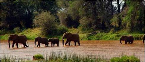 elephants crossing river