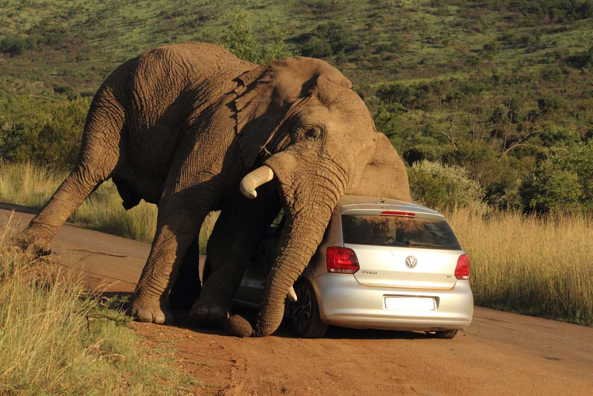 safari dangerous encounters