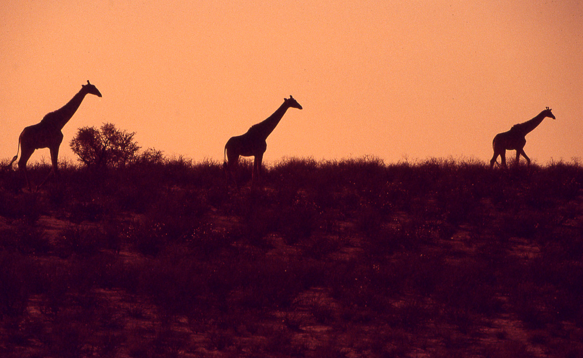 3 giraffe walking near Mata Mata camp