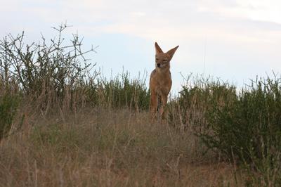Jackal on the dune.