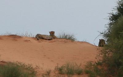 Regular long distance Cheetahs.