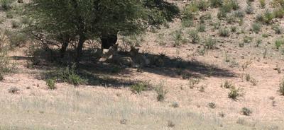 Another regular long distance Lions.