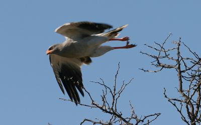 You approach I fly off.