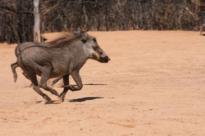 Warthog on the run.