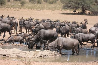 Blue wildebeest gathering for a drink.