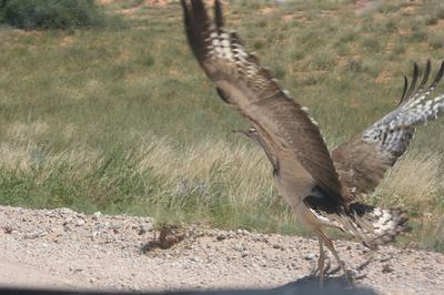 Kori bustard taking off in fright.