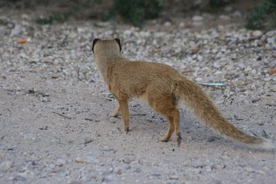 White-tailed Mongoose.