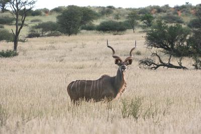 Kudu on the lookout Lochbroom.