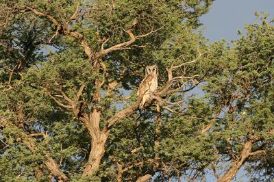 Cape Eagle owl also at Lochbroom.
