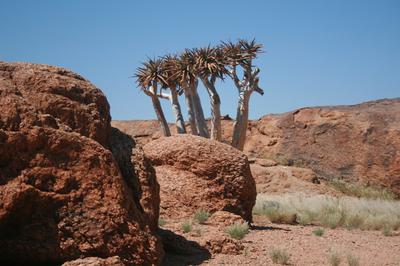 Quiver trees at Augrabies.