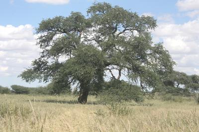 Camel thorn tree that if it could talk would have great stories to tell.