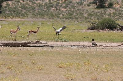 Scoot I want to drink.