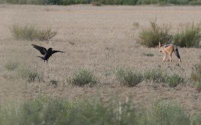 Who is the scavenger you or me.