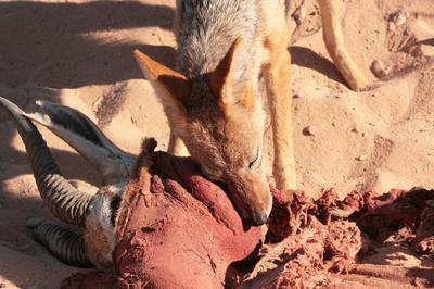 This Jackal entertained us right next to the road.