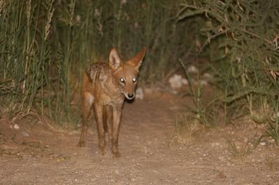 Late night visitor Nossob.