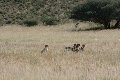 Female Cheetah with 3 youn ones.