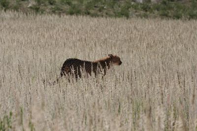 Female Cheetah going ahead of her young ones.