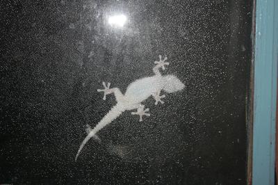 Gecko on outside of window catching insects.