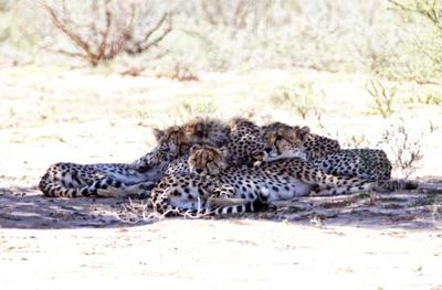 Pile of Cheetah