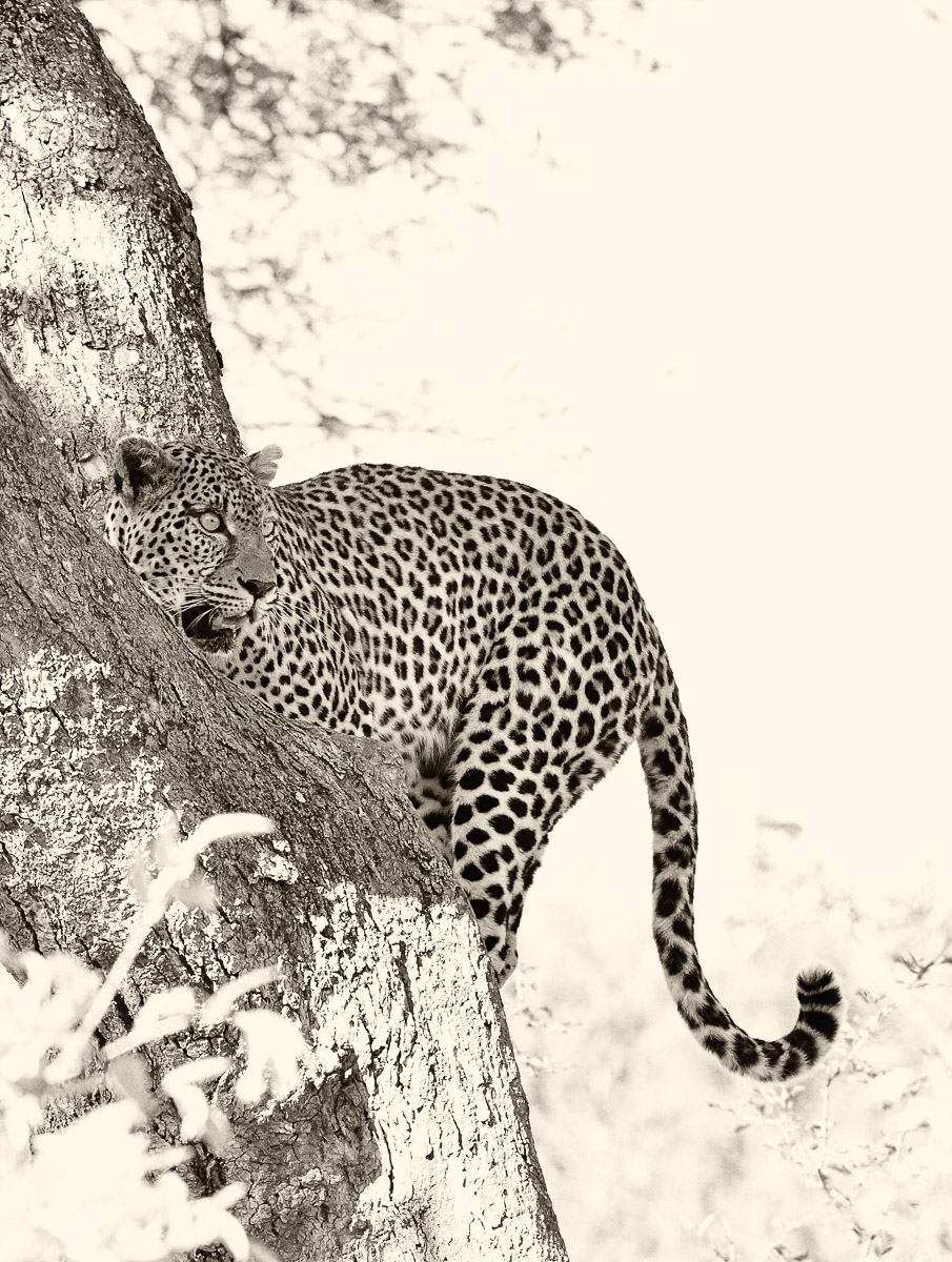Leopard in tree on H11 near Skukuza