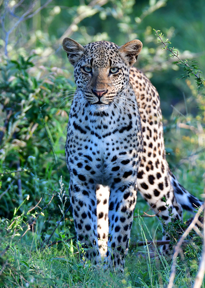 Young Leopard on the S1 Doispane Road near Skukuza