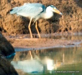 nikon 1.7 teleconverter with 300mm f4