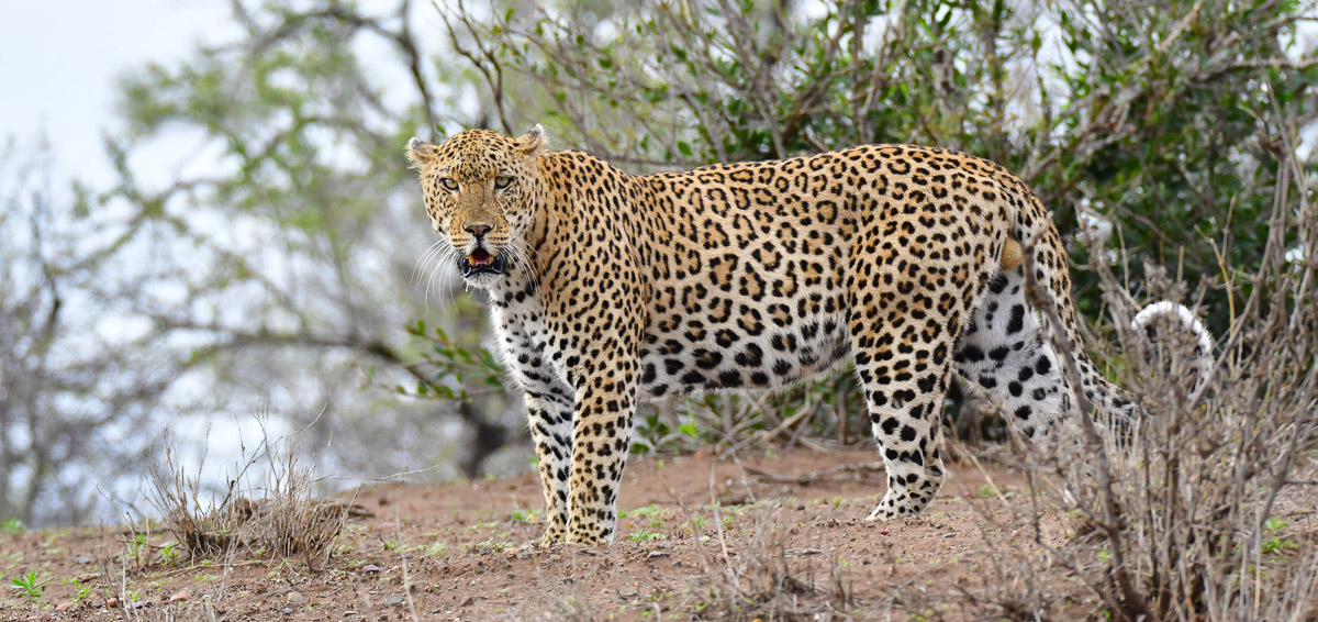 Leopard staring in the Kruger Park