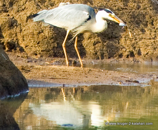Nikon 80-400mm @ 400mm cropped
