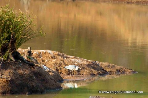 Nikon 80-400mm @ 400mm