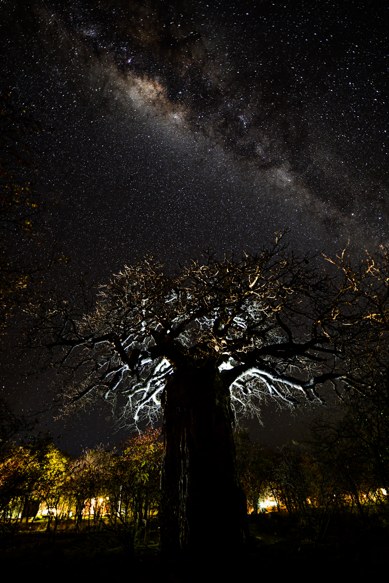 Milky way with back-lit baobab tree