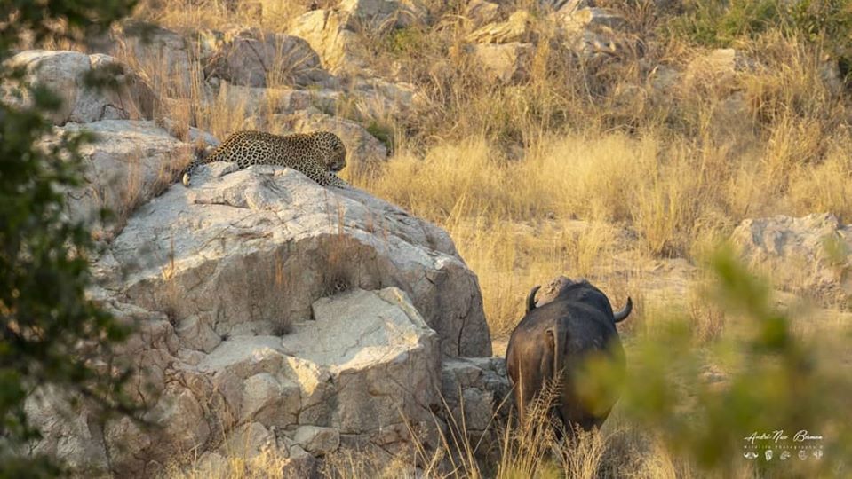 Leopard watching buffalo in Kruger National Park