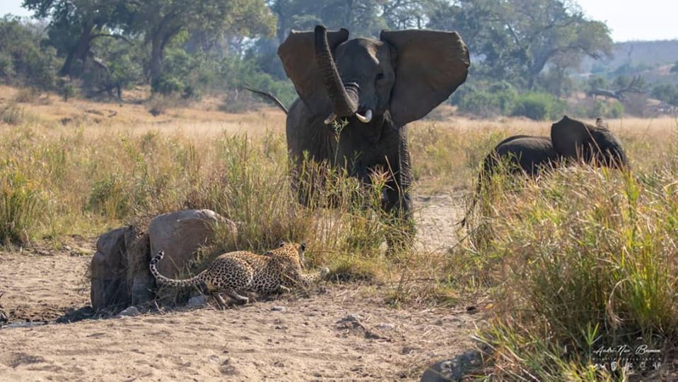 Leopard interacting with elephant in kruger park