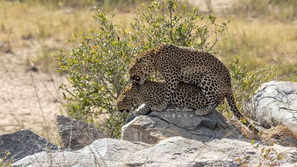 Leopards mating near Biyamiti Weir in Kruger Park