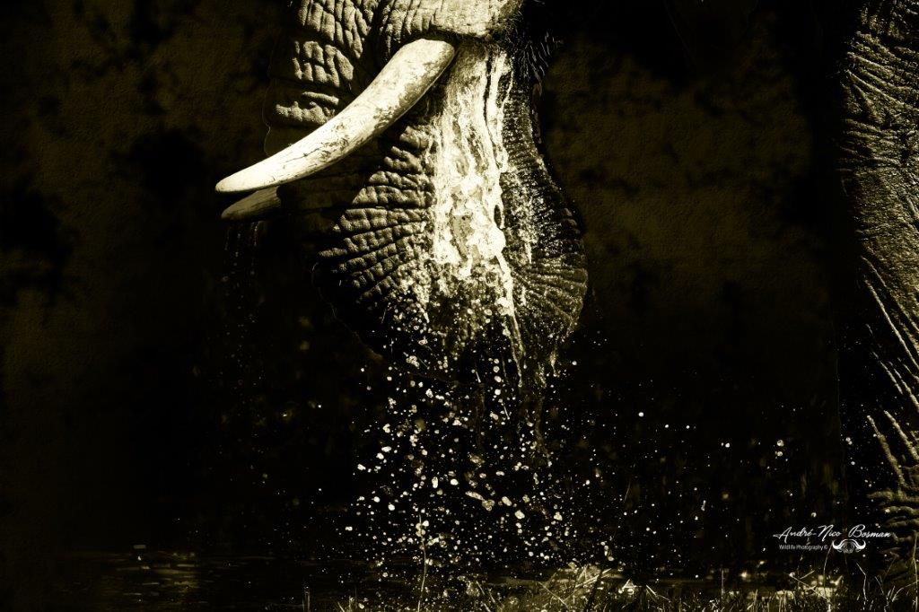 Elephant drinking in Kruger National Park