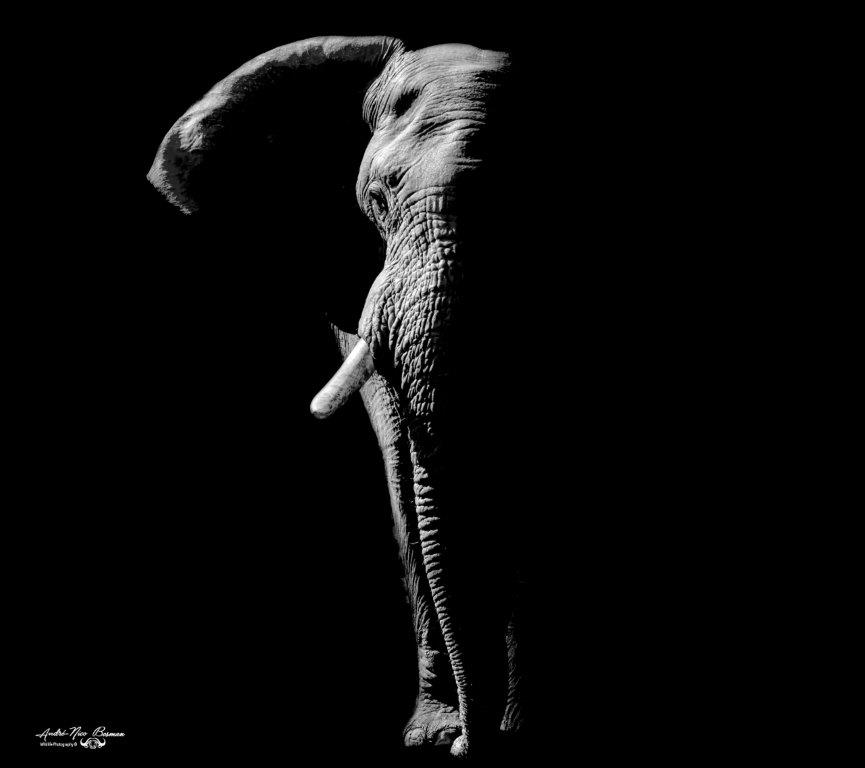 Low-key Elephant in Kruger Park
