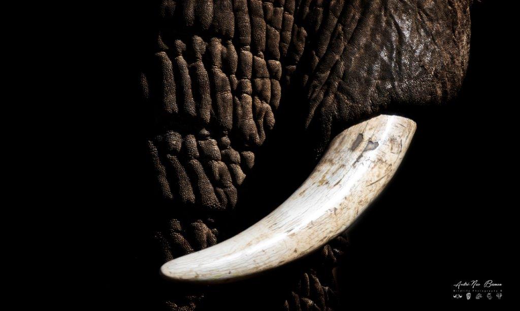 Elephant tusk in Kruger Park