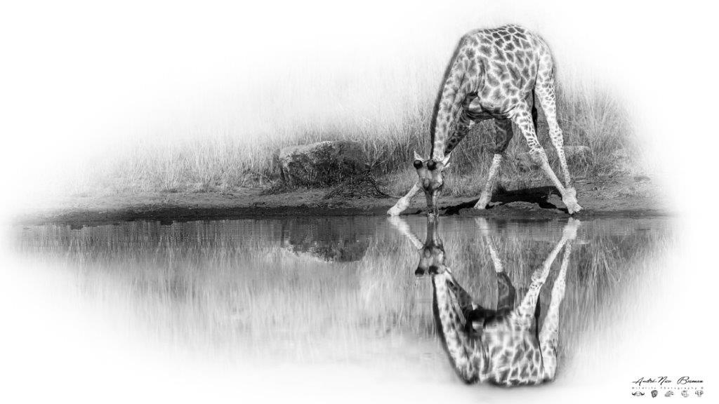 High-key giraffe drinking