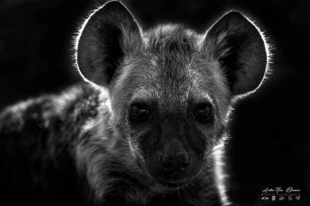 Hyena pup staring