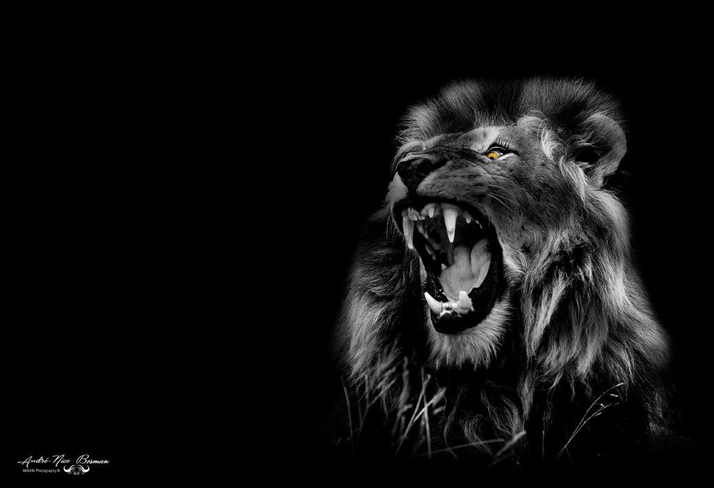 Male lion yawning in Kruger Park