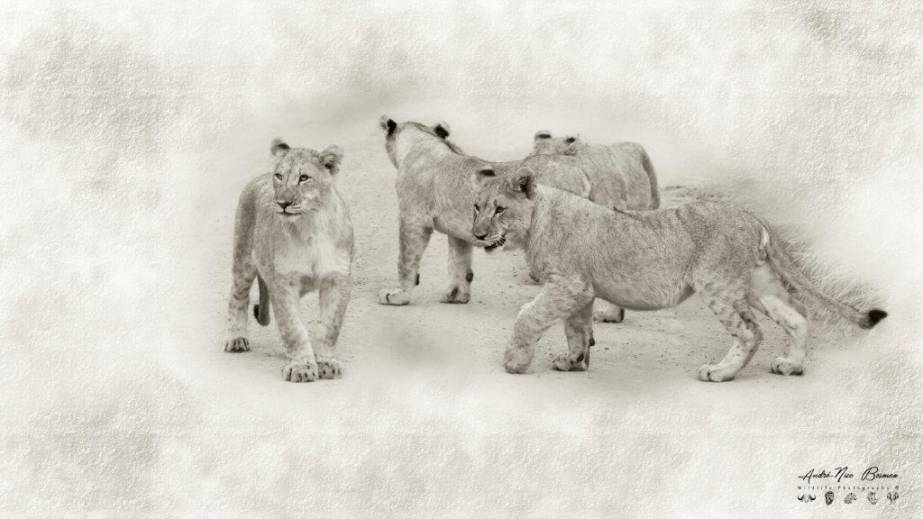 Lion cubs in high-key