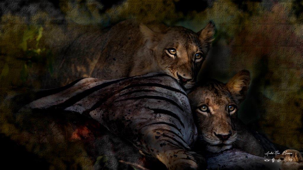 Lions on zebra kill near Shingwedzi camp in Kruger Park