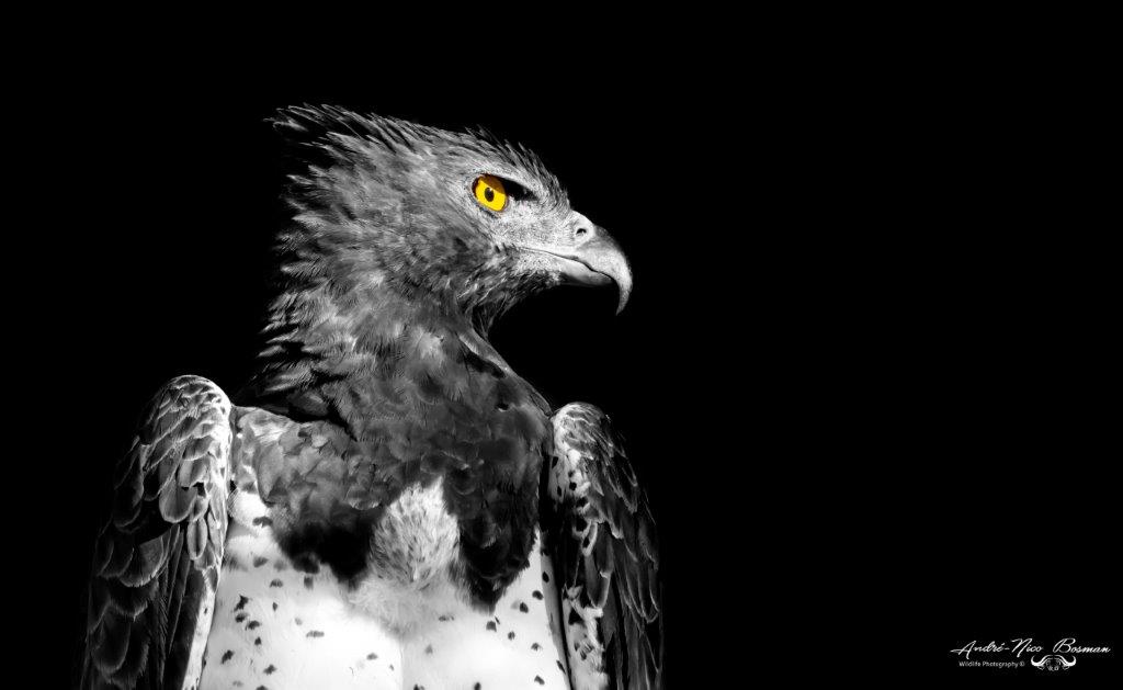Fine-art Martial eagle in low-key