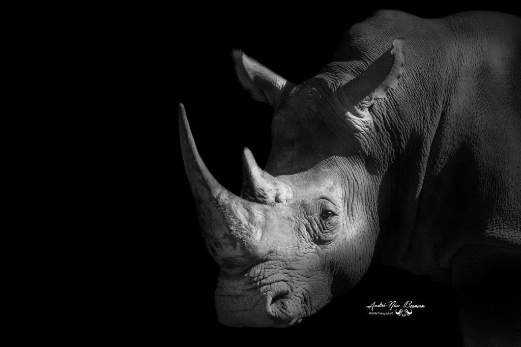 White rhino portrait in Kruger Park