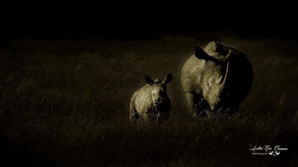 White rhino mother and calf