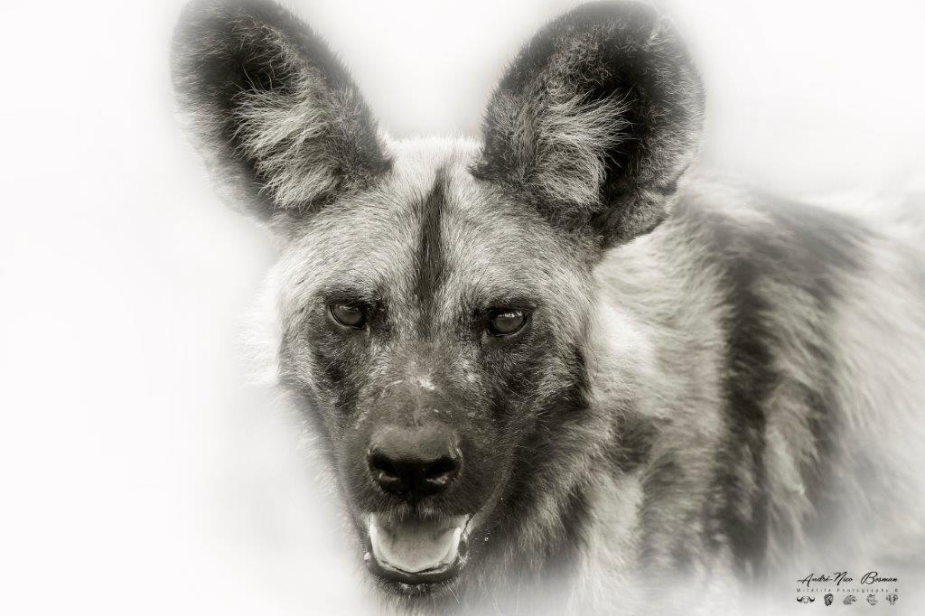 African wild dog portrait